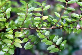 Closeup of the bush with beautiful, green leaves, at blurred background