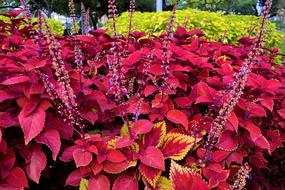 Red Coleus Plants Garden Botany