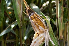 corn on cob Flora