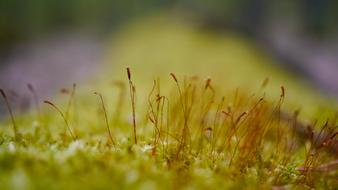 macro view of plants in moss