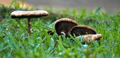 Nature Grass Mushroom