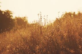 Plants Fields Sunshine