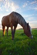 Horse Grazing Pasture