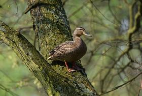 Tree Duck Nature