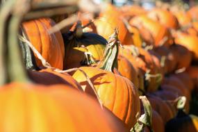 Pumpkin Harvest Patch