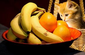 Food Fruit Cat