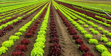 Landscape Agriculture Harvest