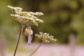 Tit Bird Animal