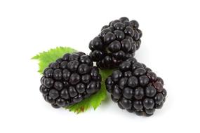 Berry Black Blackberry