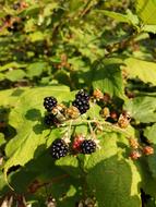 Blackberries Blackberry Plant