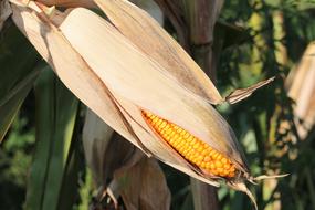 Corn Plant Yellow