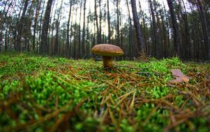 Close-up of the brown mushroom among the colorful and beautiful plants of the forest