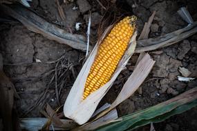 yellow corn on the ground