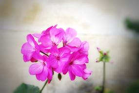 Flower Plant Nature