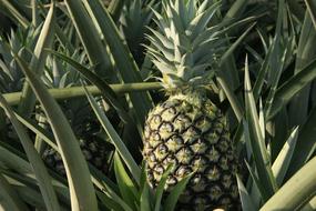 Ananas Comosus Plant Food