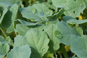 Leaf Plant Hood