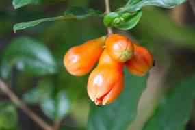 Pomegranate Fruit Flower