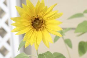 Sunflower Flower Yellow