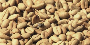 Fly on Grain Coffee