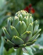 Natural Flora Flower