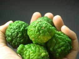 Bergamot Fruit Leaf