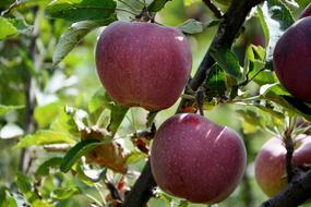 Red Apple and Leaves orchard