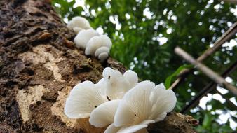 fungi Mushroom in summer