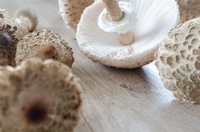 Macrolepiota Procera Parasol mushroom
