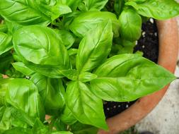 Basil Herb Spice