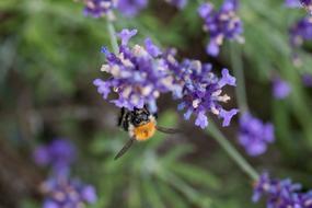 Lavender Bee Honey