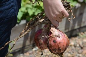 Onions Cut Fresh