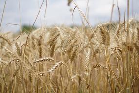 Wheat Field