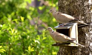 Pigeons Bird Food