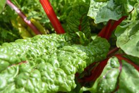 Chard Garden Vegetables