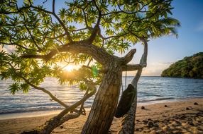 Tree on Beach Ocean