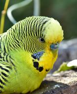 Bird Budgie Green