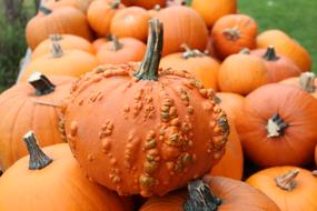 Pumpkin Autumn Pumpkins