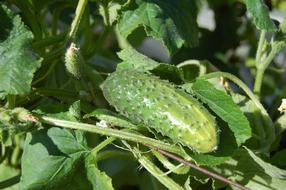 green Cucumbers Vegetables on orchard