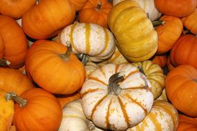 Pumpkin Fall Harvest