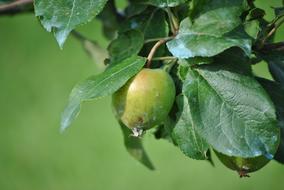 Leaves and Fruit Nature