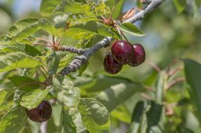 Fruit Food Leaf