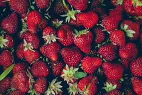 Red Strawberries Fruits