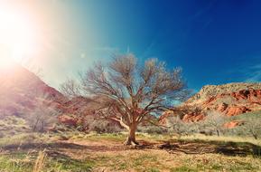 Nature Tree National
