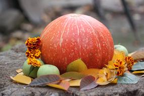 Close-up of the beautiful, orange pumpkin among the green apples and colorful leaves