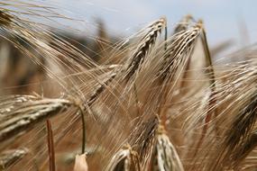 Wheat Field Rye