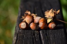 Nuts Hazelnuts Nut