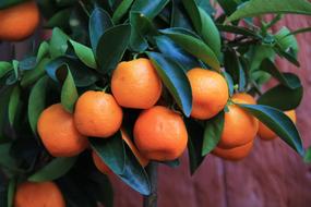 orange Food Fruits