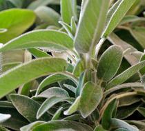 Plant Nature Leaf