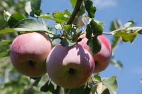 red-green apples on a branch under the sun