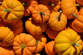 Pumpkin Vegetable Orange